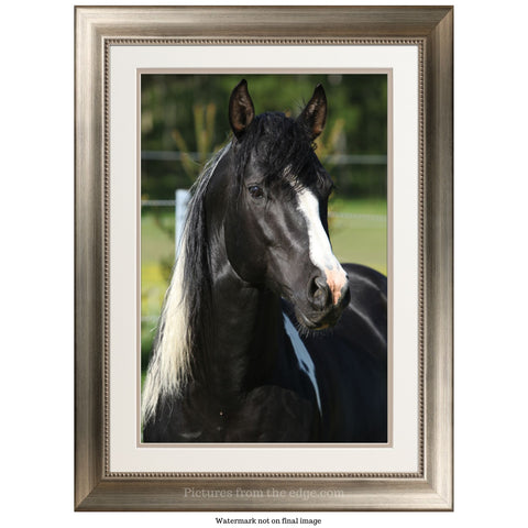 BeMoved by Black and White Horse Poster. Movable and removable!